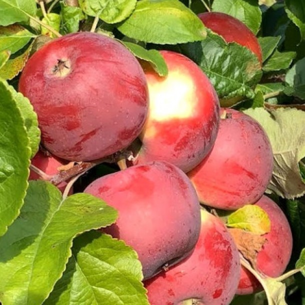 Посадка саженцев яблони: советы садоводам