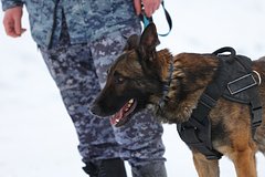 В российском городе начали поиск сбежавшего из части военного