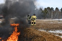 В Подмосковье зафиксировали первый лесной пожар